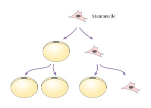 Stammzellenanreicherung