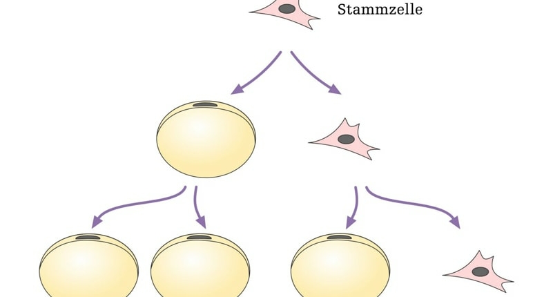 Stem cell enrichment - Dr.Turkof