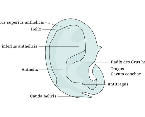 Ohrenkorrektur   Anatomie Ohrskelett