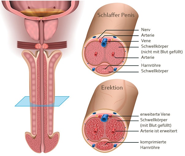 Querschnitt eines Penis zur besseren Veranschaulichung wie eine Penisverdickung möglich ist.