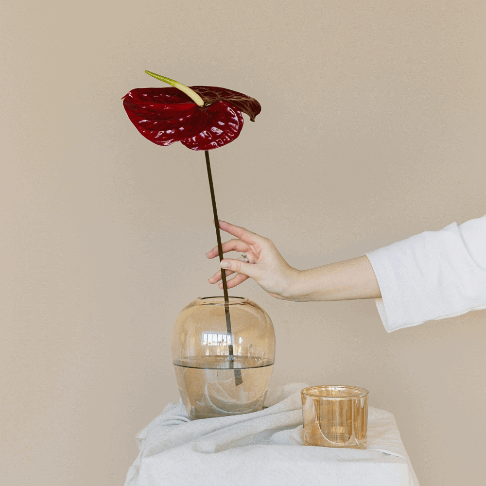 Rote Anthuriumblume in Vase, minimalistische Dekoration.