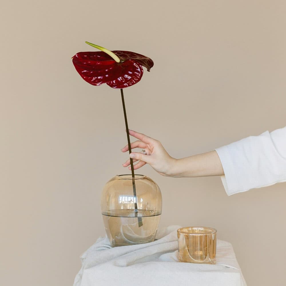 Anthurium-Blume in Vase, Hand berührt Blüte, minimalistische Dekoration.