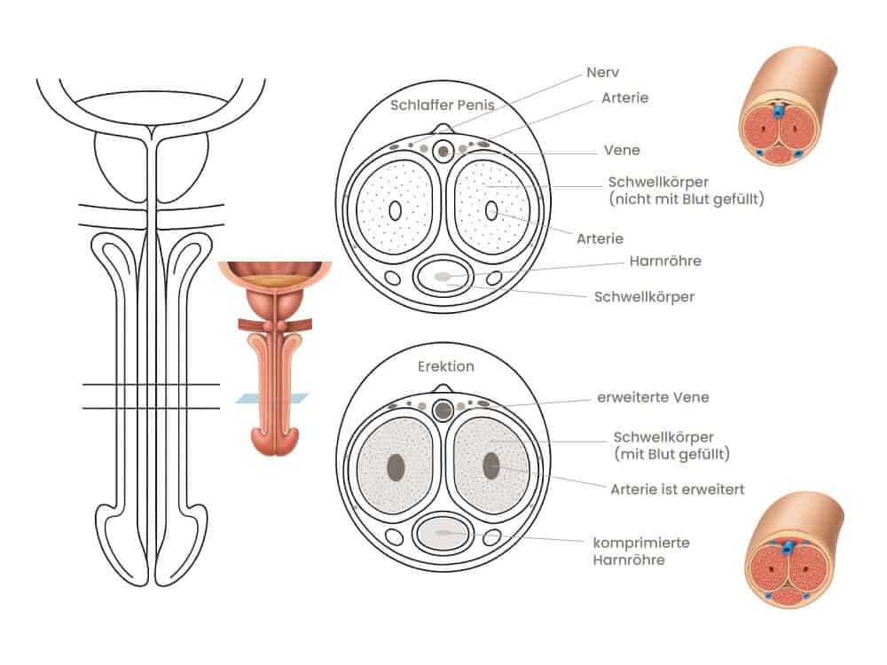 Harnröhre und männliches Fortpflanzungsorgan, anatomische Illustration mit Details zu Blutgefäßen un.