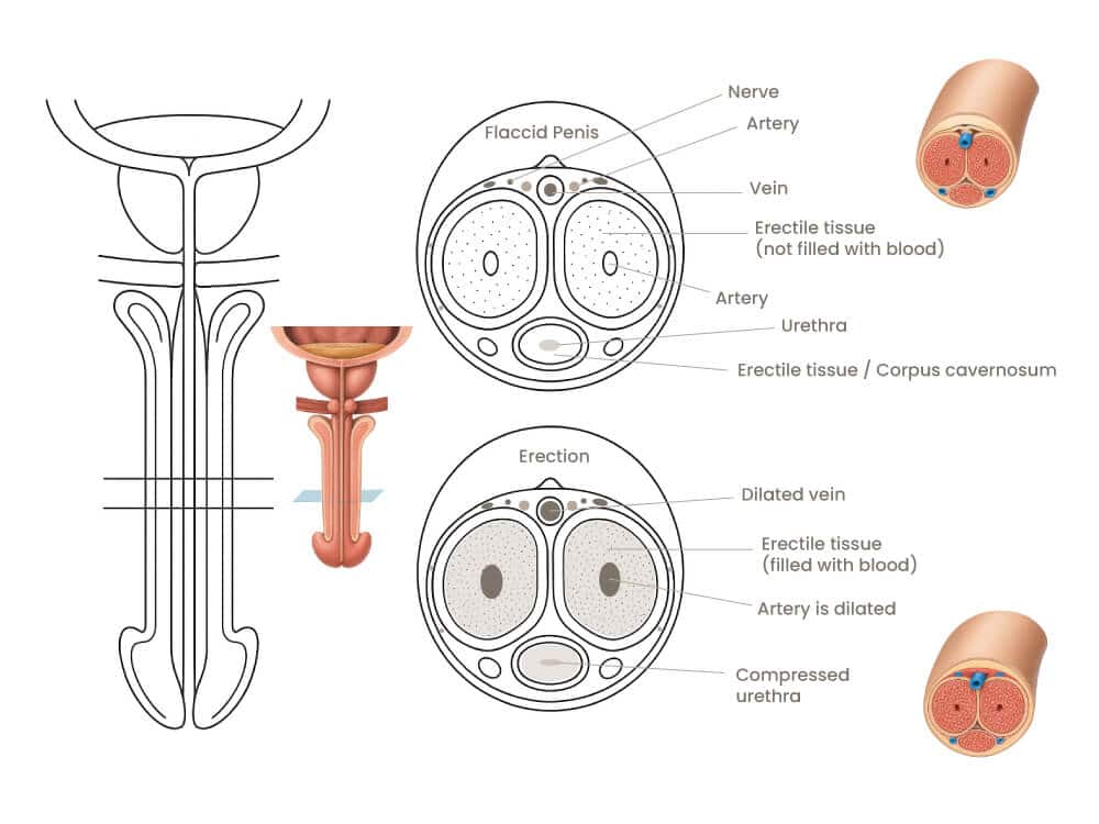 Anatomy of male reproductive organs with labels and cross-sections.